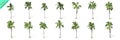 3D rendering - 14 in 1 collection of tall coconut trees isolated over a white background Royalty Free Stock Photo