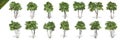 3D rendering - 14 in 1 collection of tall coconut trees isolated over a white background Royalty Free Stock Photo