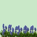 3d rendering of Common grape-hyacinth flowers on a light blue background