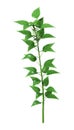 3D Rendering Common Nettle on White