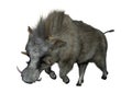 3D Rendering Common Warthog on White