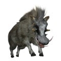 3D Rendering Common Warthog on White