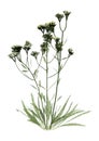 3D Rendering Common Yarrow on White