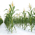 3D rendering corn field isolated on white background Royalty Free Stock Photo