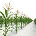 3D rendering corn field isolated on white background Royalty Free Stock Photo