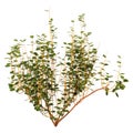 3D Rendering Cornus Bush on White