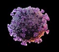 3D rendering of the coronavirus on a microscopic level isolated on black background. Microscope close-up of the covid-19 disease. Royalty Free Stock Photo