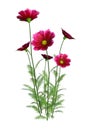 3D Rendering Cosmos Flowers on White