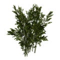 3D Rendering Creosote Bush on White