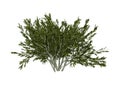 3D Rendering Creosote Bush on White