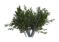 3D Rendering Creosote Bush on White