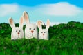 the cute adorable trio bunny on a green grass field outdoors, the concept for easter festival