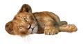 3D Rendering Lion Cub on White Royalty Free Stock Photo