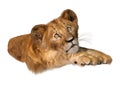 3D Rendering Lion Cub on White