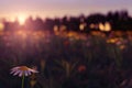 3d rendering of daisy flower in the blurred meadow during beautiful sunset Royalty Free Stock Photo