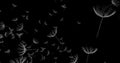 3d rendering of dandelion blowing silhouette. Flying blow dandel Royalty Free Stock Photo