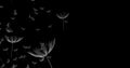 3d rendering of dandelion blowing silhouette. Flying blow dandel Royalty Free Stock Photo