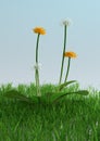 3D Rendering Dandelion Flowers