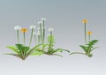 3D Rendering Dandelion Flowers