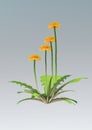 3D Rendering Dandelion Flowers