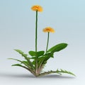 3D Rendering Dandelion Flowers