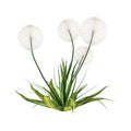 3D Rendering Dandelion Plant on White