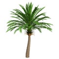 3D Rendering Date Palm Tree on White
