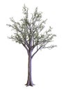 3D Rendering Dawn Redwood Tree on White Royalty Free Stock Photo