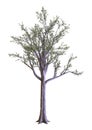 3D Rendering Dawn Redwood Tree on White Royalty Free Stock Photo