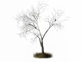 3 d rendering of dead tree isolated on white background