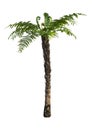 3D Rendering Dicksonia Tree on White Royalty Free Stock Photo