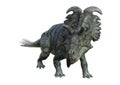 3D Rendering Dinosaur Albertaceratops on White Royalty Free Stock Photo