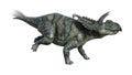 3D Rendering Dinosaur Albertaceratops on White Royalty Free Stock Photo