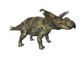 3D Rendering Dinosaur Albertaceratops on White Royalty Free Stock Photo