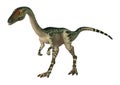 3D Rendering Dinosaur Coelophysis on White Royalty Free Stock Photo