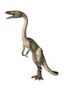 3D Rendering Dinosaur Coelophysis on White Royalty Free Stock Photo