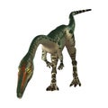 3D Rendering Dinosaur Coelophysis on White Royalty Free Stock Photo