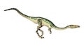 3D Rendering Dinosaur Coelophysis on White Royalty Free Stock Photo