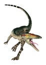 3D Rendering Dinosaur Coelophysis on White Royalty Free Stock Photo