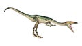 3D Rendering Dinosaur Coelophysis on White Royalty Free Stock Photo