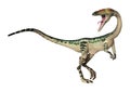 3D Rendering Dinosaur Coelophysis on White Royalty Free Stock Photo