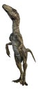 3D Rendering Dinosaur Deinonychus on White Royalty Free Stock Photo