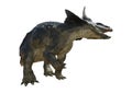 3D Rendering Dinosaur Diceratops on White Royalty Free Stock Photo