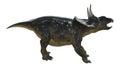 3D Rendering Dinosaur Diceratops on White Royalty Free Stock Photo