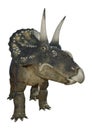 3D Rendering Dinosaur Diceratops on White Royalty Free Stock Photo