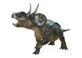 3D Rendering Dinosaur Diceratops on White Royalty Free Stock Photo