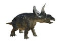 3D Rendering Dinosaur Diceratops on White Royalty Free Stock Photo