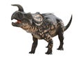 3D Rendering Dinosaur Einiosaurus on White Royalty Free Stock Photo