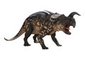 3D Rendering Dinosaur Einiosaurus on White Royalty Free Stock Photo