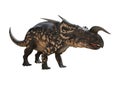 3D Rendering Dinosaur Einiosaurus on White Royalty Free Stock Photo